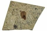 Fossil Winged Seed - Green River Formation #260413-1